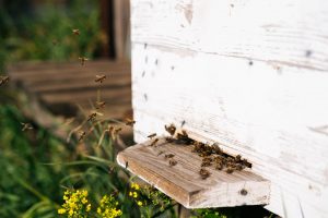 Včelí peľ - účinky a použitie